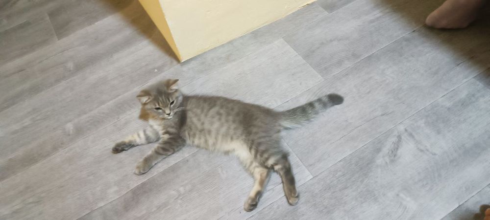 Mushuk sotiladi parodali tez va arzon oxirgi mushukchamiz