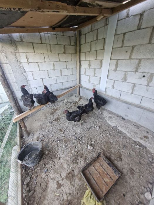Tovuq va xoʻrozlar sotiladi Donasi 300.000sum