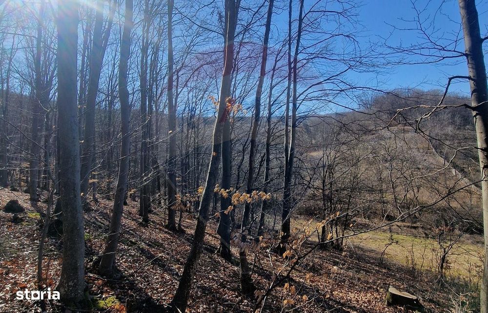 Teren de Vânzare în Pâncești (Sascut)