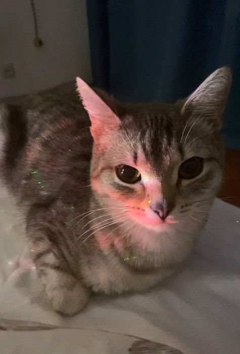 Домашняя кошечка