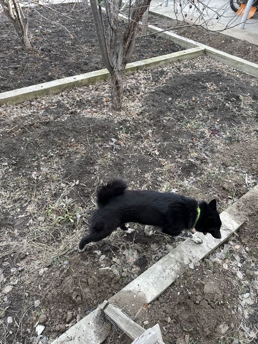 Екы лайка сатылад