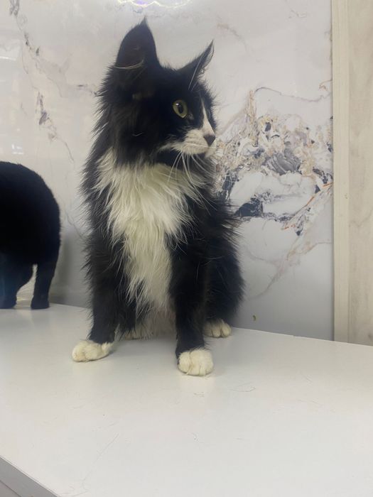 Кот в лучшую семью