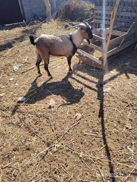 Продаются козы молочные