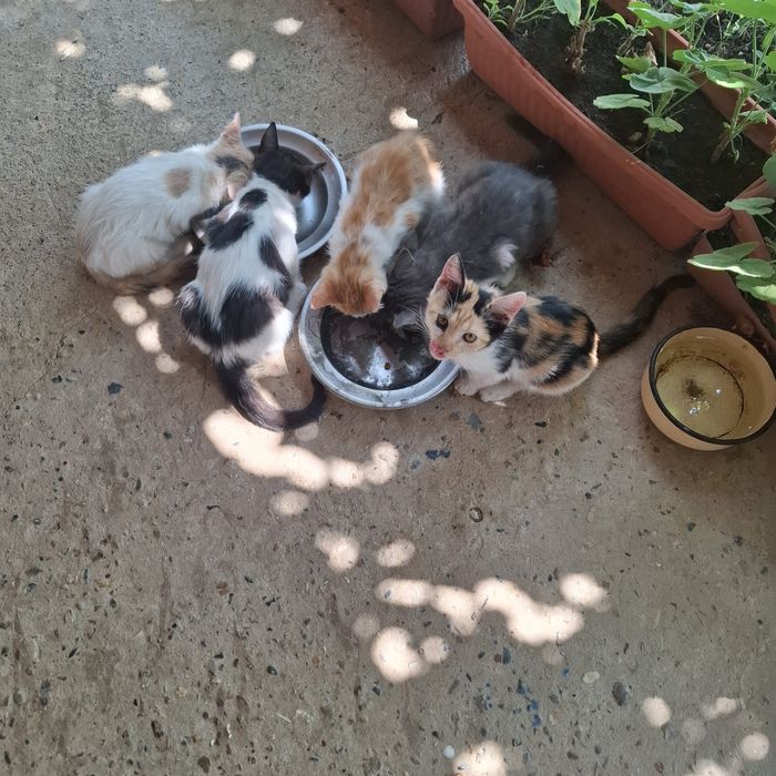 Котенца на три месеца