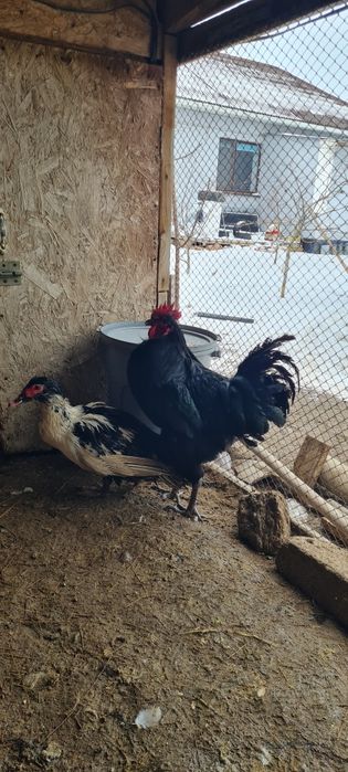 Джерсийский гигант