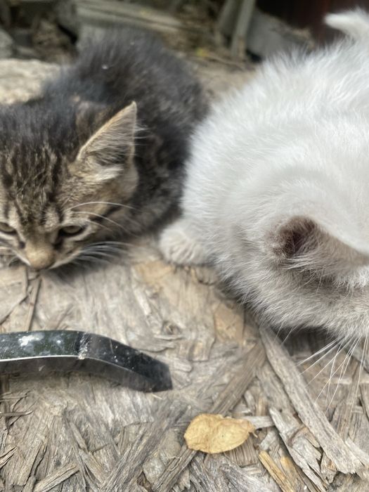 Котята маленькие