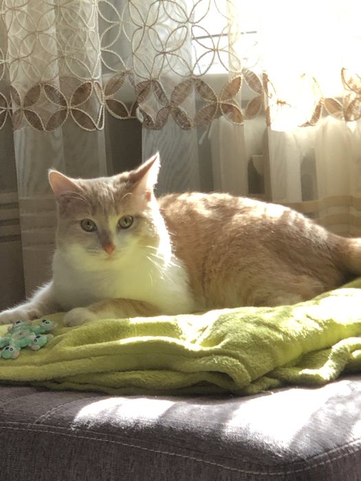 Продадим рыжего кота