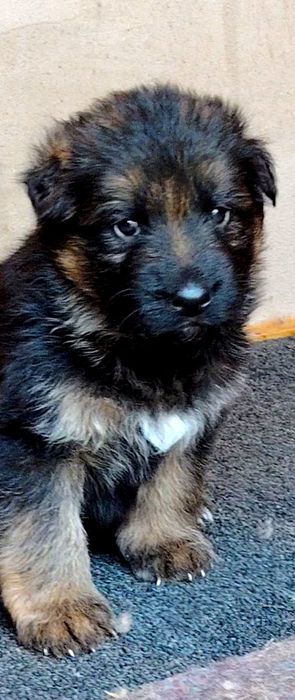 Pui Ciobanesc german