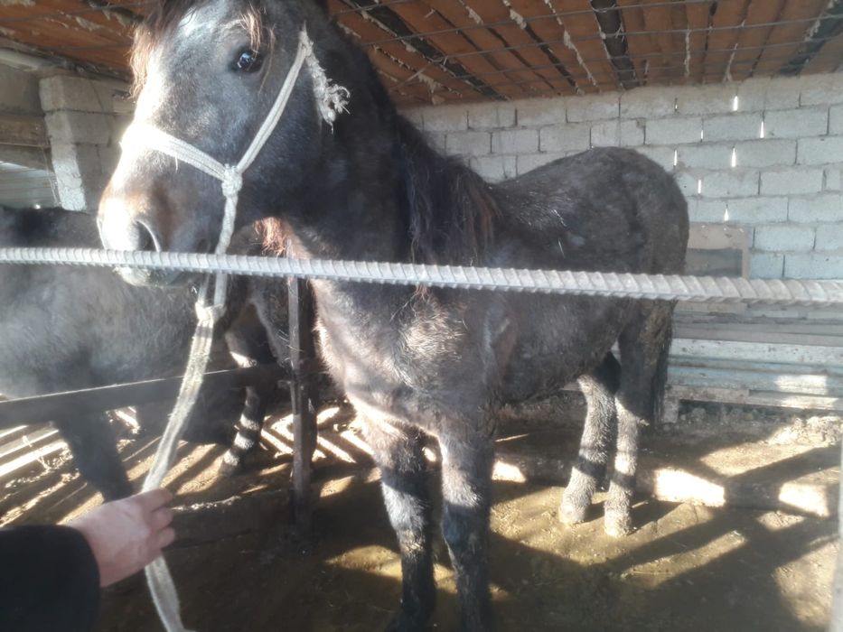 Палтарашка бордахы сатылады