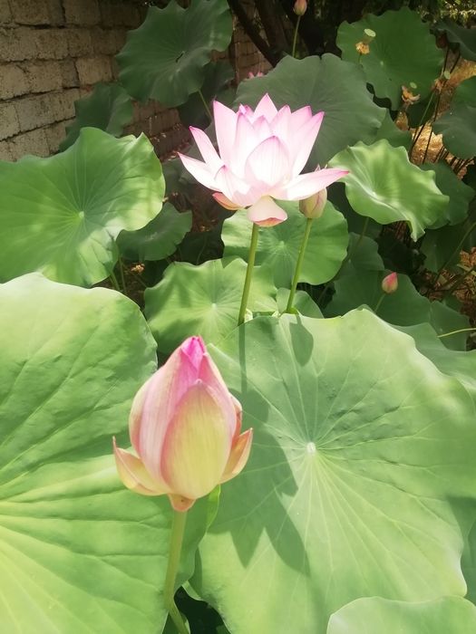 Продам цветы лотосы