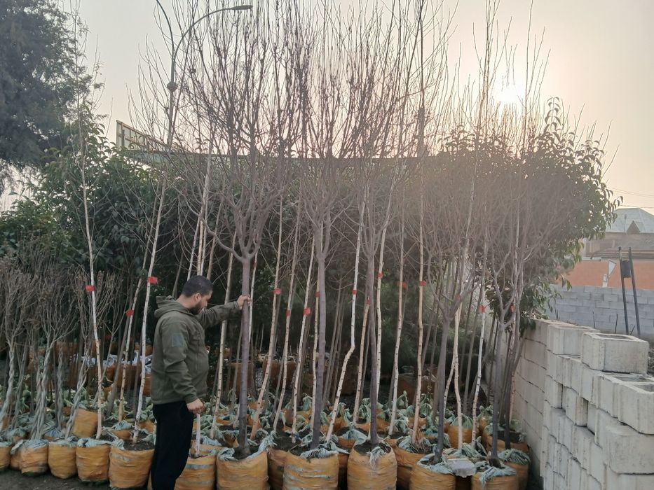 100% ishonchli Pisar koʻchatlar