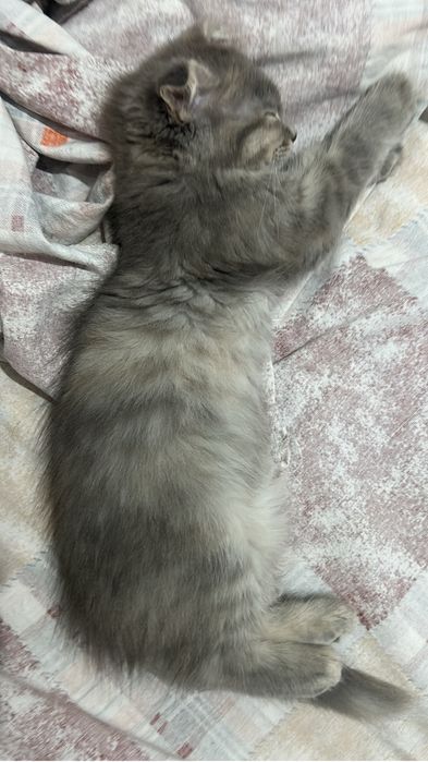 Котенок девочка вислоухая в добрые руки