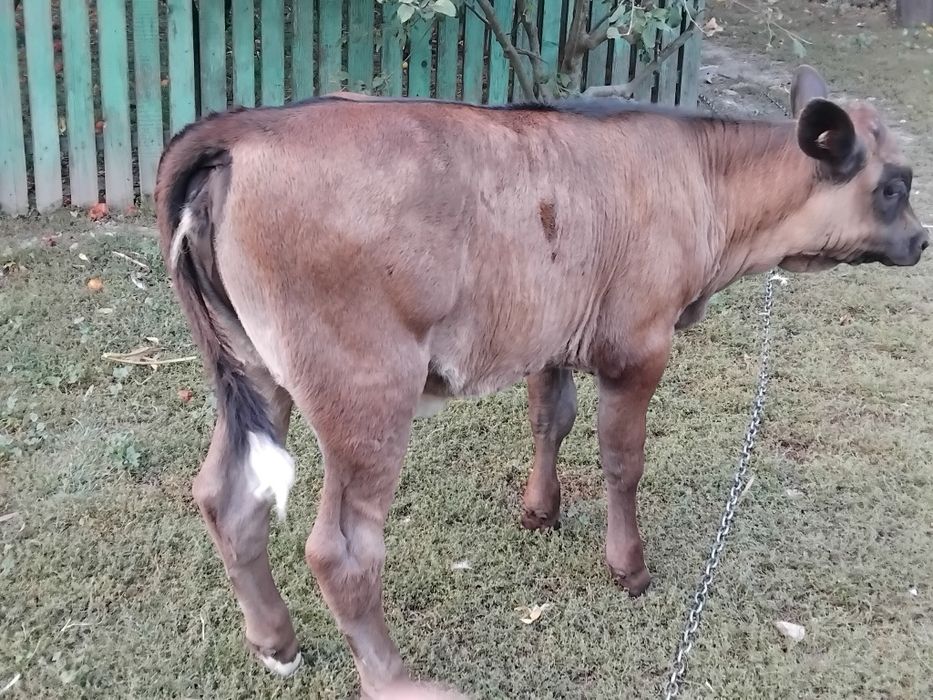 Vițica de vanzare