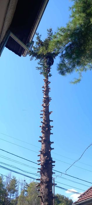 Рязане на опасни дървета почистване и извозване