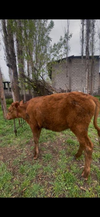 Онахин сотилади !