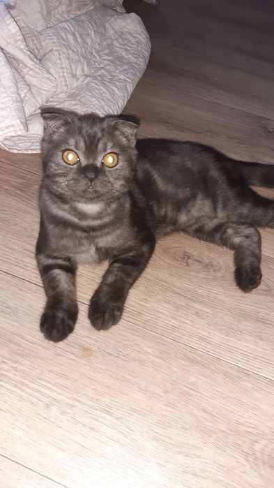 Вязка Шотландский вислаухий