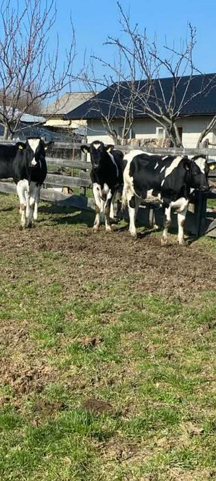 Vindem junele holstein