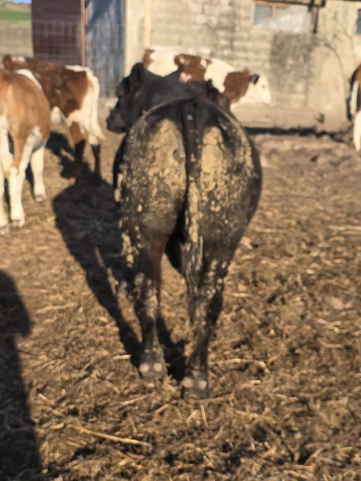 Vând tauras angus 10 luni