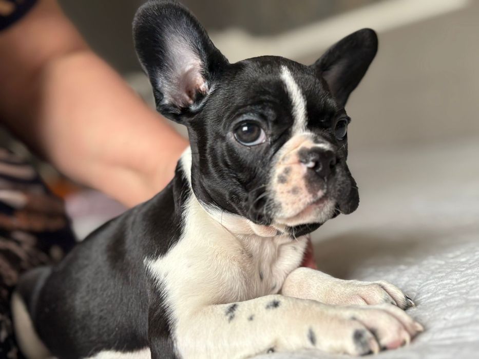 Щенки Французского бульдога. Редкий окрас. Шикарные щенки Девочки.