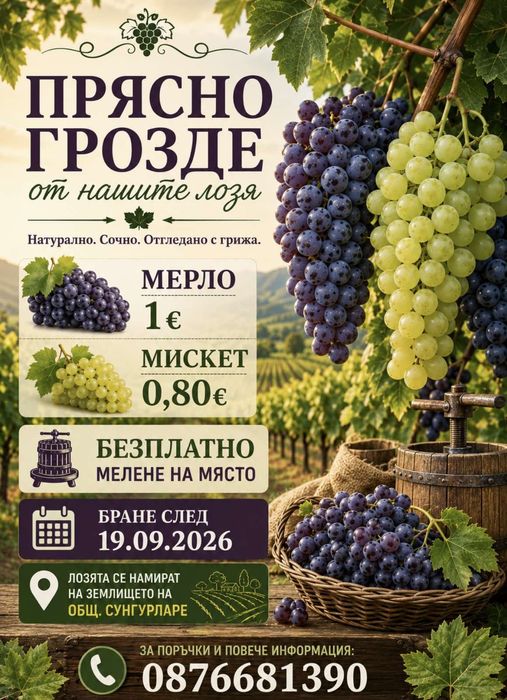 Продавам грозде мерло и червен мискет