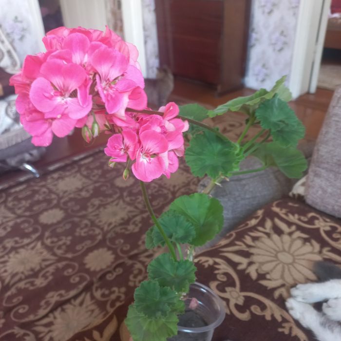 Продам комнатные цветы