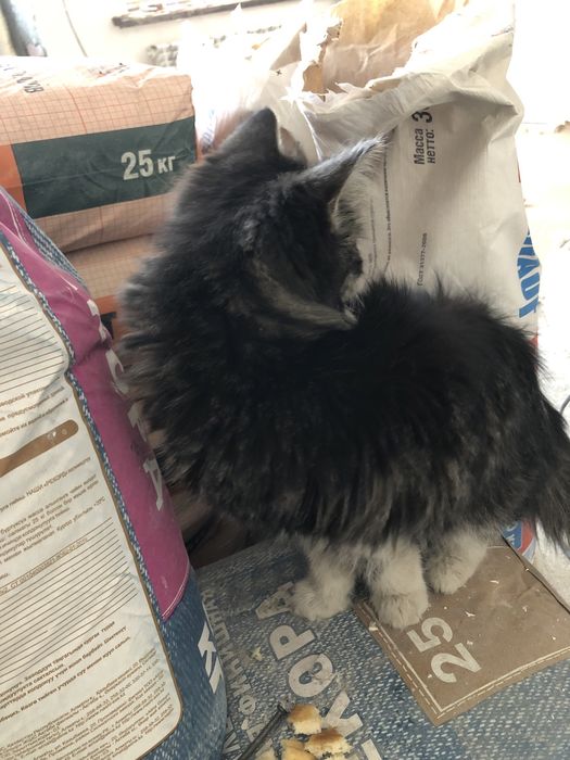 Домашний кот