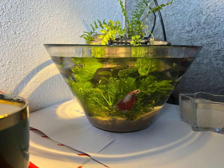 Acvariu-bol  ptr betta