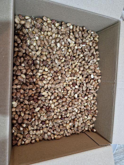 Miez de alune de pădure