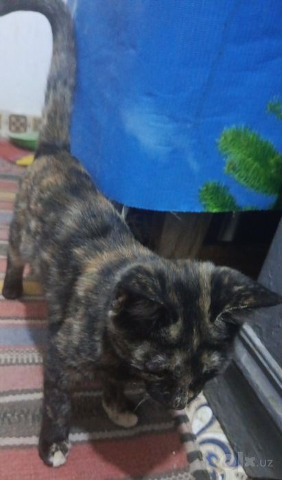 Дам котят хорошие добрые руки