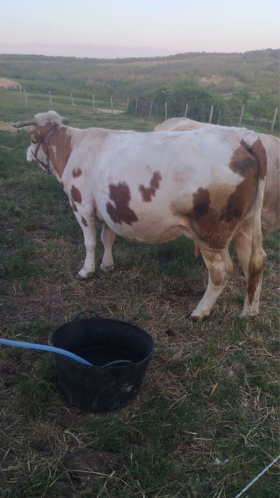Vaca baltata romaneasca