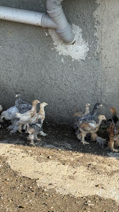 Pui brahman varsta 1 luna