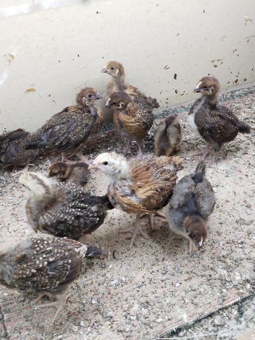 Продам ципля курочек и петухов