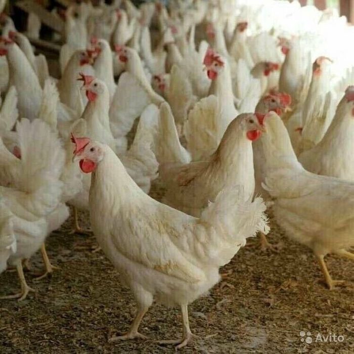 Продам кур несушек