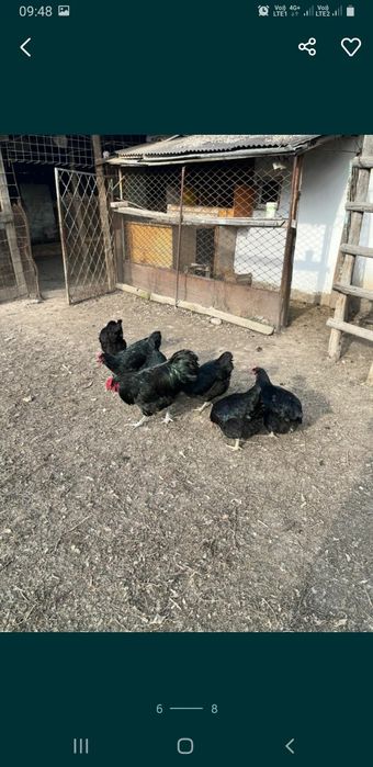 Инкубационные яйца Джерсийский Гигант