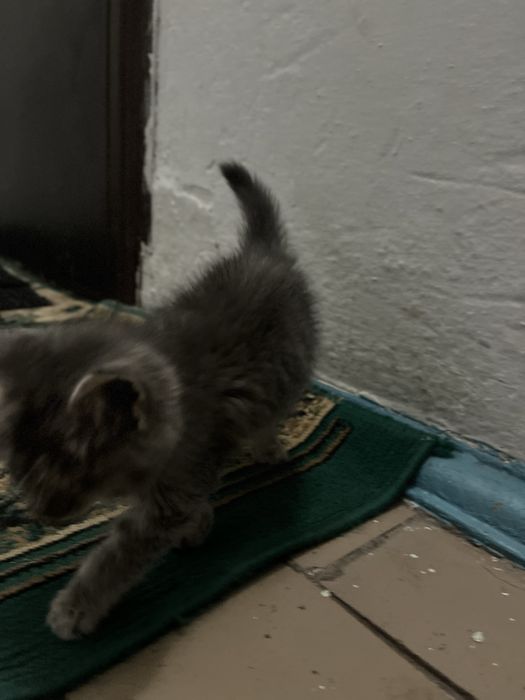 Котенок отдам в добрые руки