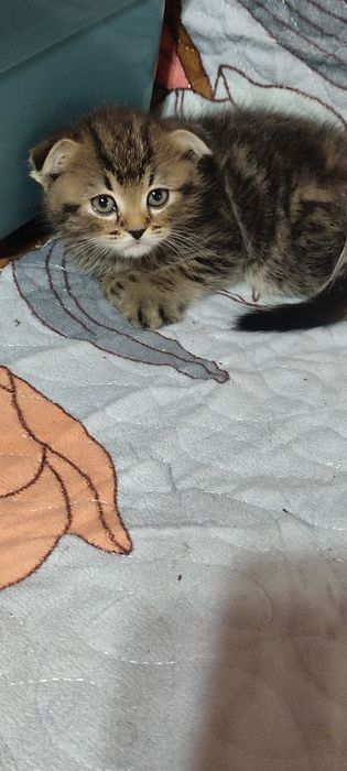 Вислоухие котята