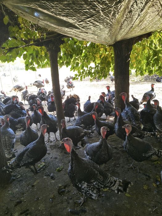 Предлагам Пуяци !