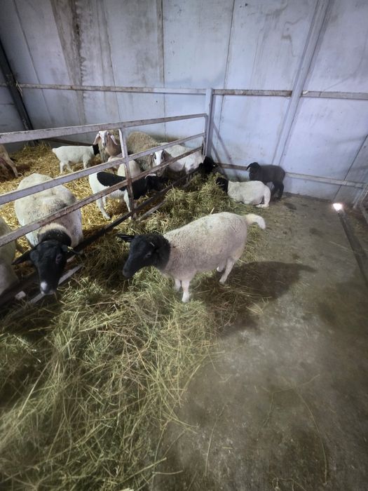 Se vinde berbec dorper