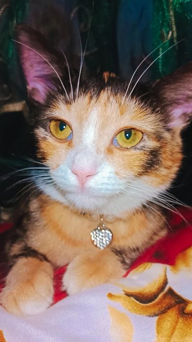 Красавица Хэппи в хорошие руки