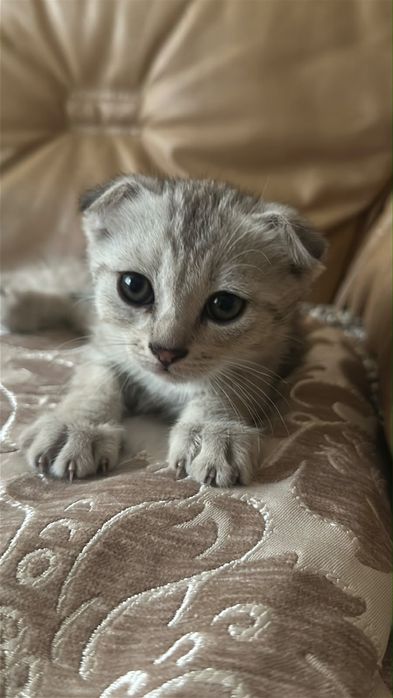 Продаётся шотландский вислоухий котёнок
