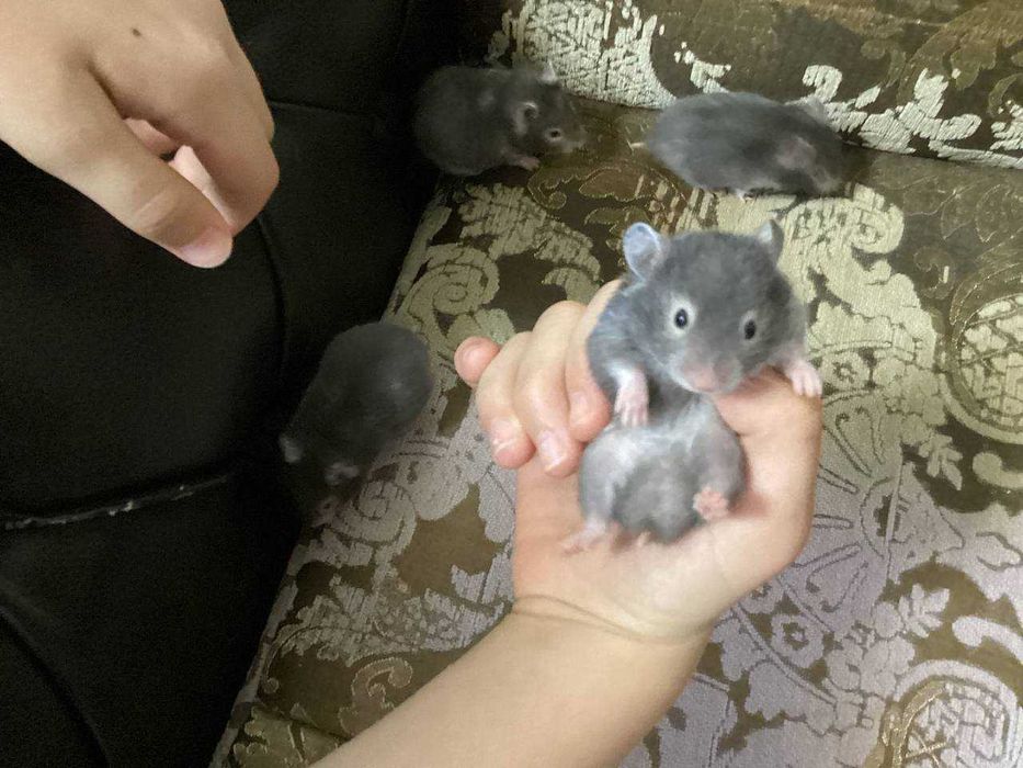 Сирийские хомячки, 1 месяц, ручные