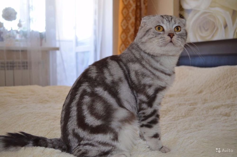 Шотландский котенок, мальчик