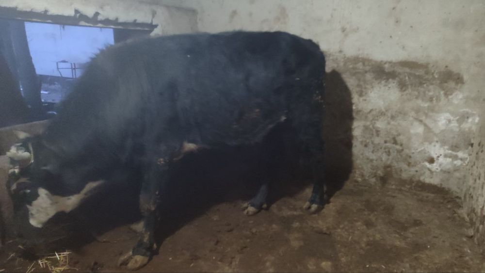 Ho'kiz 1.5yosh qarshi shahar