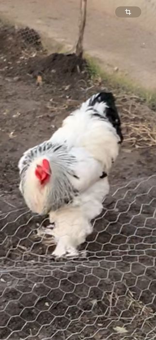 SUPER cocoși brahma !