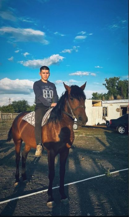 Айғыр сатылад 7 жасар