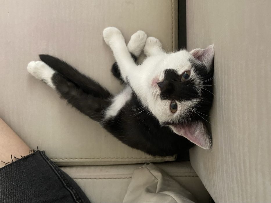 котёнок (кот / он) бесплатно