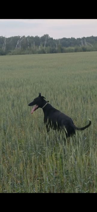Охотничая собака