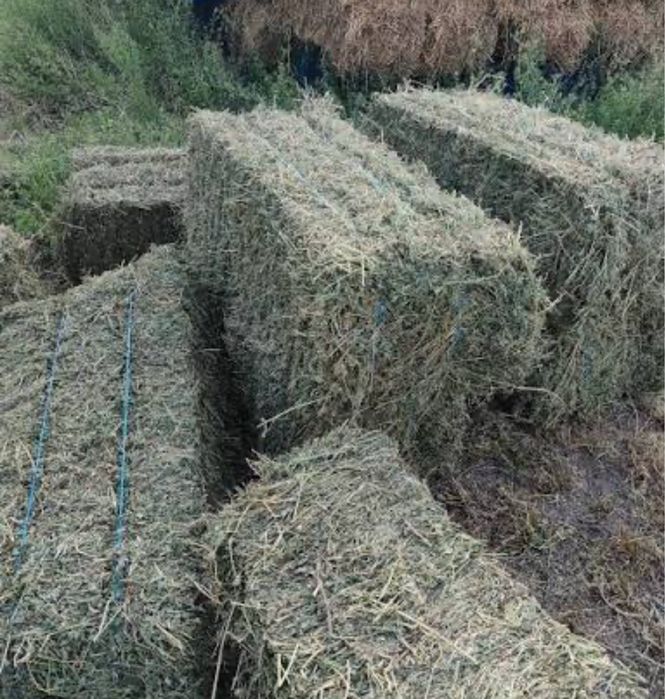 Vand lucerna calitate superioara NU e balotata baloti