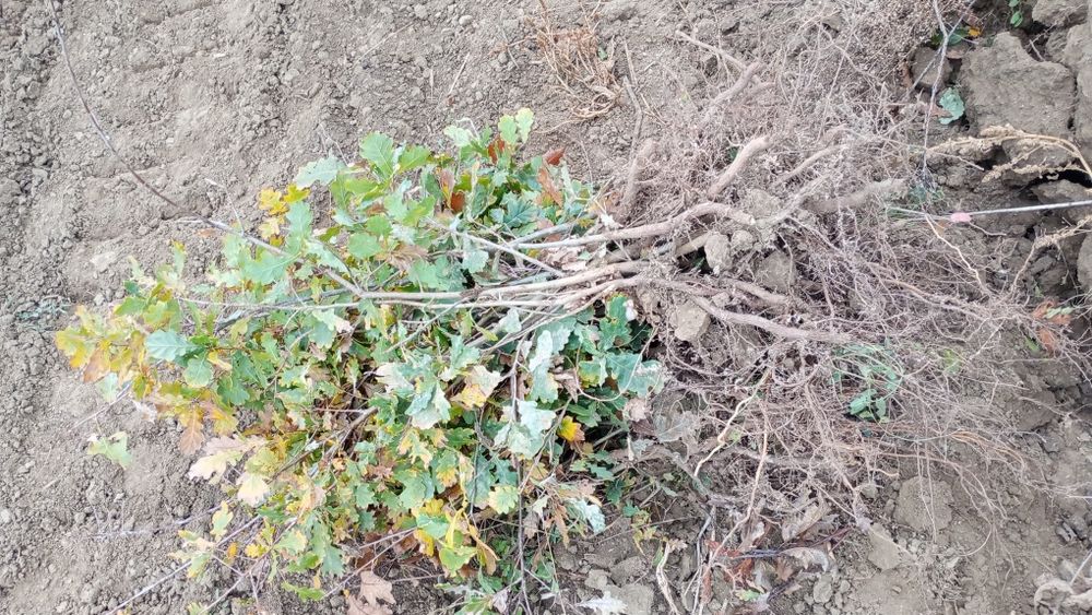 Puieți salcâm frasin fag carpen ulm plop mesteacăn brad molid Tei arin