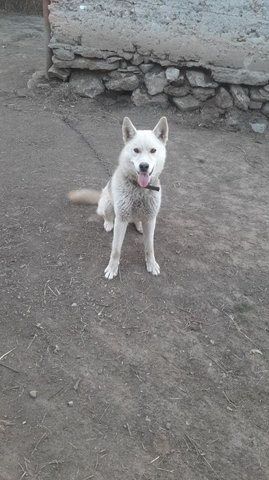 Лайка 1 жасар еркек